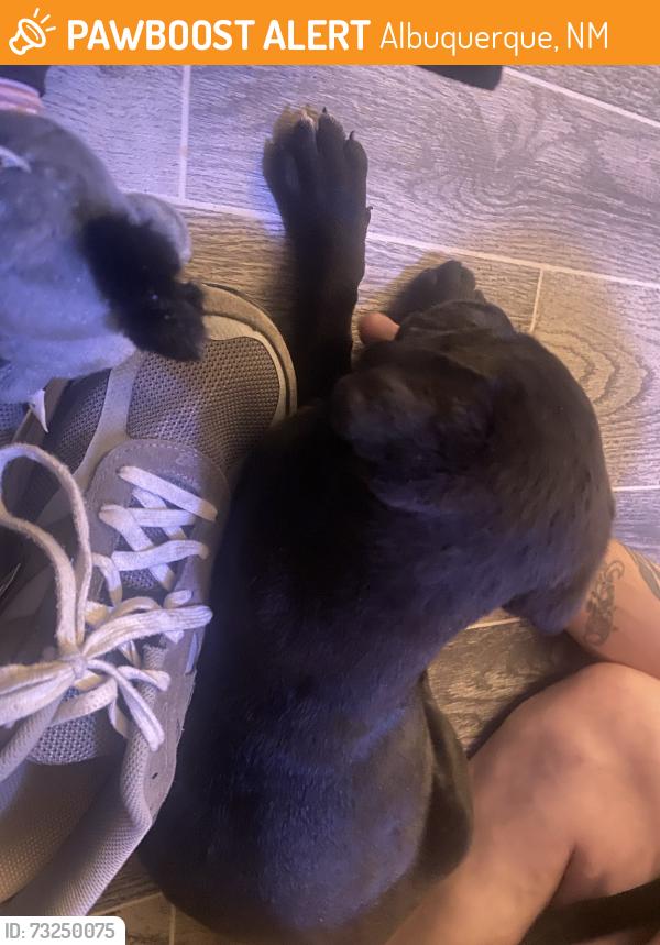 Found/Stray Male Dog last seen mountain vista apmts, Albuquerque, NM 87112