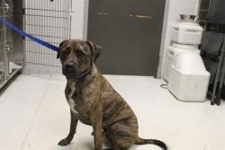 Shelter Stray Male Dog last seen , 11361 W Pico Blvd, Los Angeles, CA 90064, USA