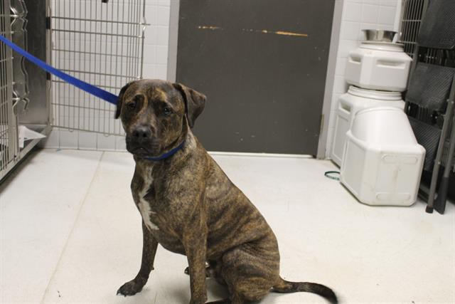 Shelter Stray Male Dog last seen , 11361 W Pico Blvd, Los Angeles, CA 90064, USA