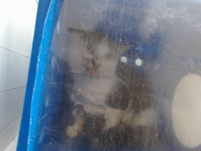 Shelter Stray Male Cat last seen , 2769 Conroy Rd, Orlando, FL 32839, USA