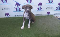 Shelter Stray Female Dog last seen , 2769 Conroy Rd, Orlando, FL 32839, USA