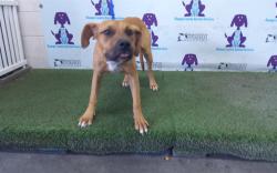 Shelter Stray Male Dog last seen , 2769 Conroy Rd, Orlando, FL 32839, USA