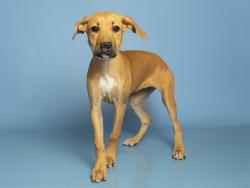 Shelter Stray Female Dog last seen E OSBORN ROAD & N 12TH STREET, 5501 E Van Buren St, Phoenix, AZ 85008, USA