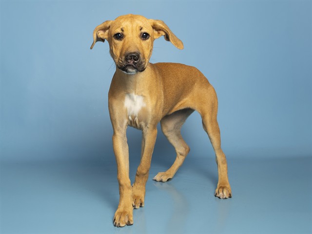 Shelter Stray Female Dog last seen E OSBORN ROAD & N 12TH STREET, 5501 E Van Buren St, Phoenix, AZ 85008, USA