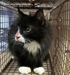 Shelter Stray Male Cat last seen Near BLOCK 34TH/ FREEDOM PARK DR, 95660, 3839 Bradshaw Rd, Sacramento, CA 95827, USA