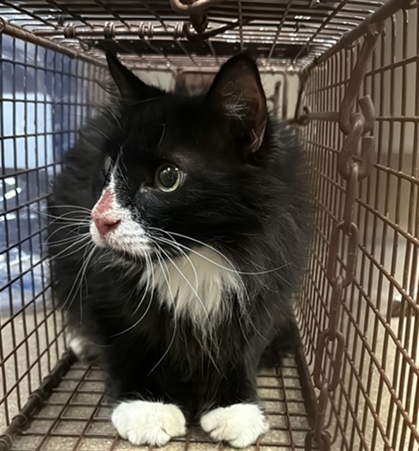 Shelter Stray Male Cat last seen Near BLOCK 34TH/ FREEDOM PARK DR, 95660, 3839 Bradshaw Rd, Sacramento, CA 95827, USA