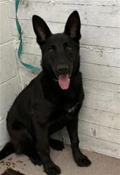 Shelter Stray Male Dog last seen IN N OUT ON 5TH, 333 Chandler Pl, San Bernardino, CA 92408, USA