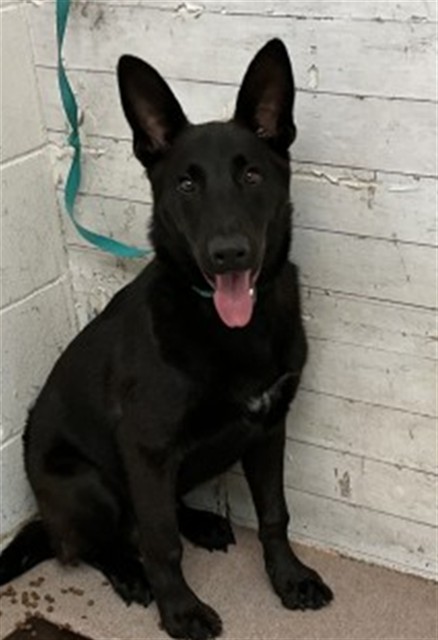Shelter Stray Male Dog last seen IN N OUT ON 5TH, 333 Chandler Pl, San Bernardino, CA 92408, USA