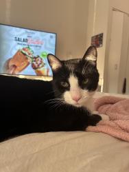 Reunited Male Cat last seen Bronx ave, The Bronx, NY 10470