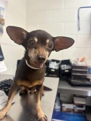 Shelter Stray Female Dog last seen BUSSEY AND MT VIEW, 333 Chandler Pl, San Bernardino, CA 92408, USA