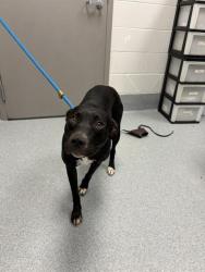 Shelter Stray Female Dog last seen Near, 2600 S Harding St, Indianapolis, IN 46221, USA