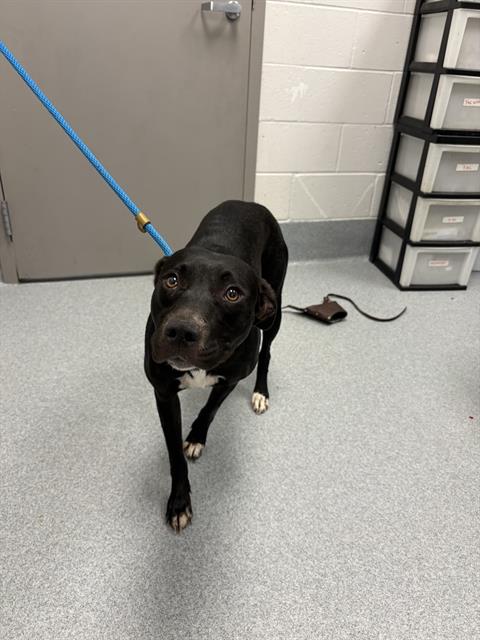 Shelter Stray Female Dog last seen Near, 2600 S Harding St, Indianapolis, IN 46221, USA