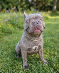Shelter Stray Male Dog last seen , 4275 Elton St, Baldwin Park, CA 91706, USA