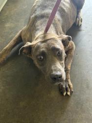Shelter Stray Female Dog last seen , 1850 W 60th St, Los Angeles, CA 90047, USA