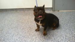 Shelter Stray Female Dog last seen CHARLOTTE, 8315 Byrum Dr, Charlotte, NC 28217, USA