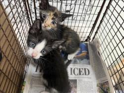 Shelter Stray Female Cat last seen , 957 N Gaffey St, San Pedro, CA 90731, USA