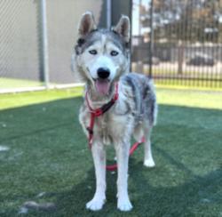 Shelter Stray Female Dog last seen , 3201 Lacy St, Los Angeles, CA 90031, USA