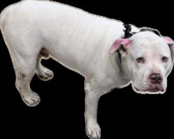 Shelter Stray Male Dog last seen , 3201 Lacy St, Los Angeles, CA 90031, USA