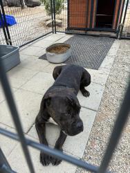 Found/Stray Male Dog last seen Lawless rd shadow mountain park, Moreno Valley, CA 92557