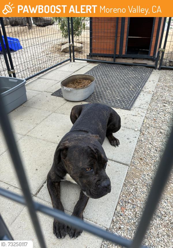Found/Stray Male Dog last seen Lawless rd shadow mountain park, Moreno Valley, CA 92557