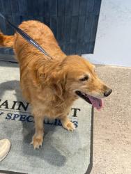 Reunited Unknown Dog last seen City hall bluffdale, Bluffdale, UT 84065