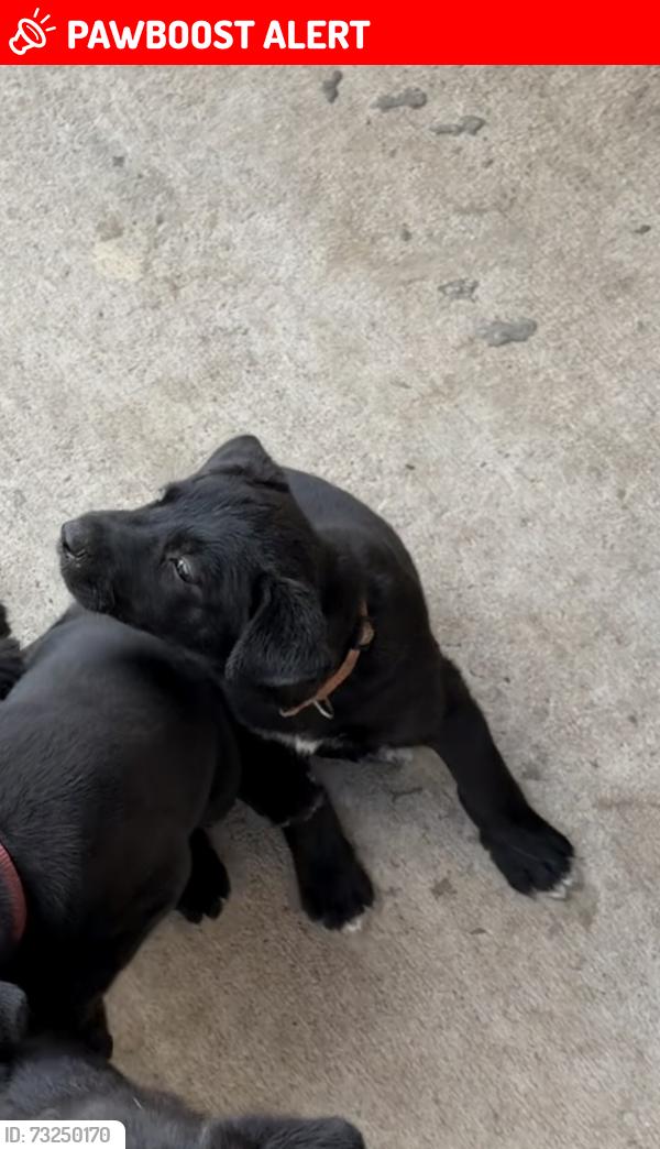 Lost Male Dog last seen Candler Dr and Werner St by Canino Rd, Assumption Heights, TX 77037