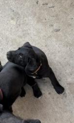 Lost Male Dog last seen Candler Dr and Werner St by Canino Rd, Assumption Heights, TX 77037