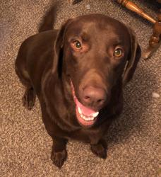 Lost Male Dog last seen Unser and McMahon, Albuquerque, NM 87114
