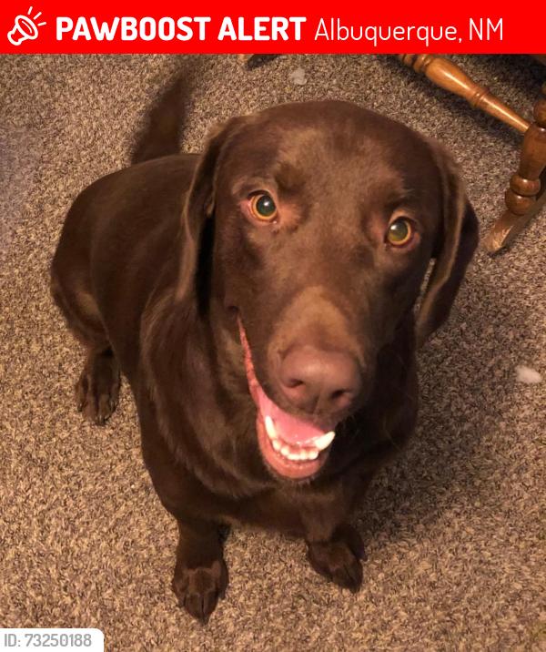 Lost Male Dog last seen Unser and McMahon, Albuquerque, NM 87114
