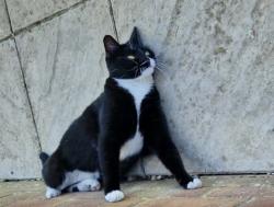 Reunited Female Cat last seen Iwade, sittingbourne Milton, eurolink, Kent, England ME9 8XH