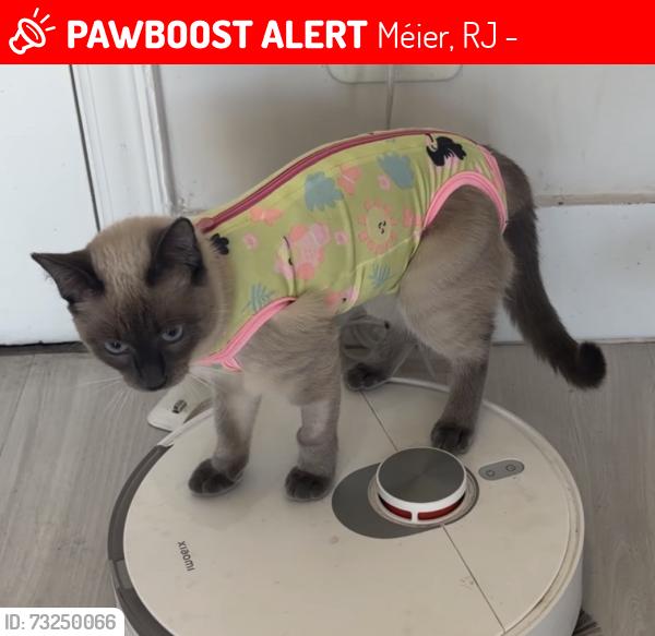 Lost Female Cat last seen Rua Maranhao 365, Méier, RJ 20720-230
