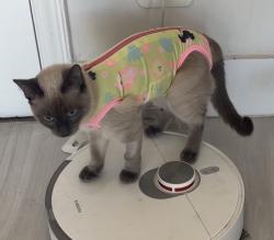 Lost Female Cat last seen Rua Maranhao 365, Méier, RJ 20720-230