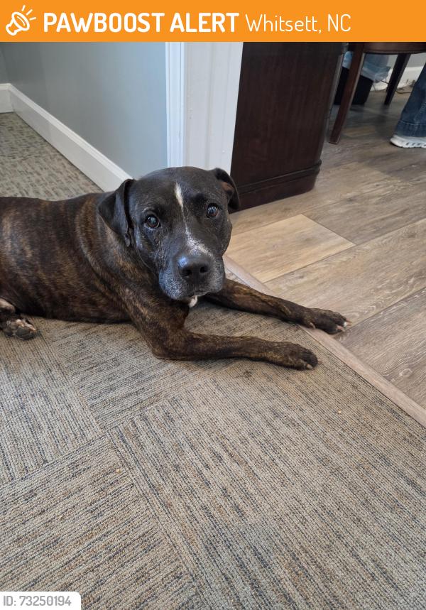 Found/Stray Male Dog last seen Springwood area Woodland Heights Apt, Whitsett, NC 27377