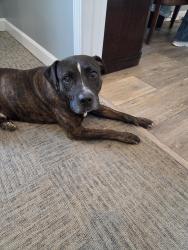 Found/Stray Male Dog last seen Springwood area Woodland Heights Apt, Whitsett, NC 27377