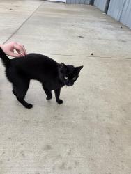 Reunited Unknown Cat last seen U.s. 22 and route 33, Lancaster, OH 43130
