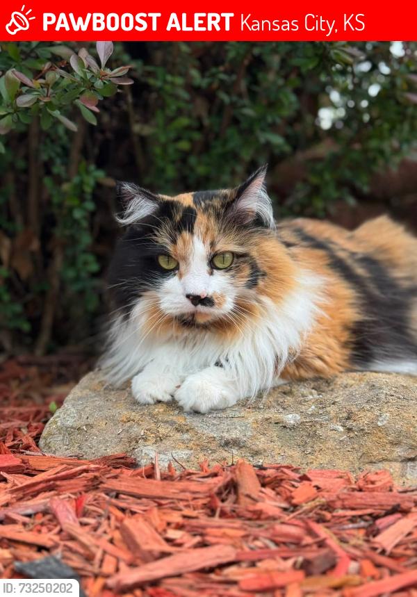 Lost Female Cat last seen Sloan Ave and 100th st (Woodlands neighborhood), Kansas City, KS 66109