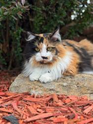 Lost Female Cat last seen Sloan Ave and 100th st (Woodlands neighborhood), Kansas City, KS 66109