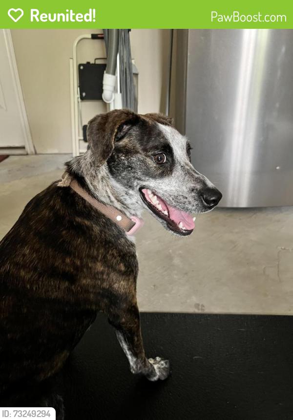 Reunited Unknown Dog last seen Stephen F Austin & Forest Lane Dr, Conroe, TX 77302