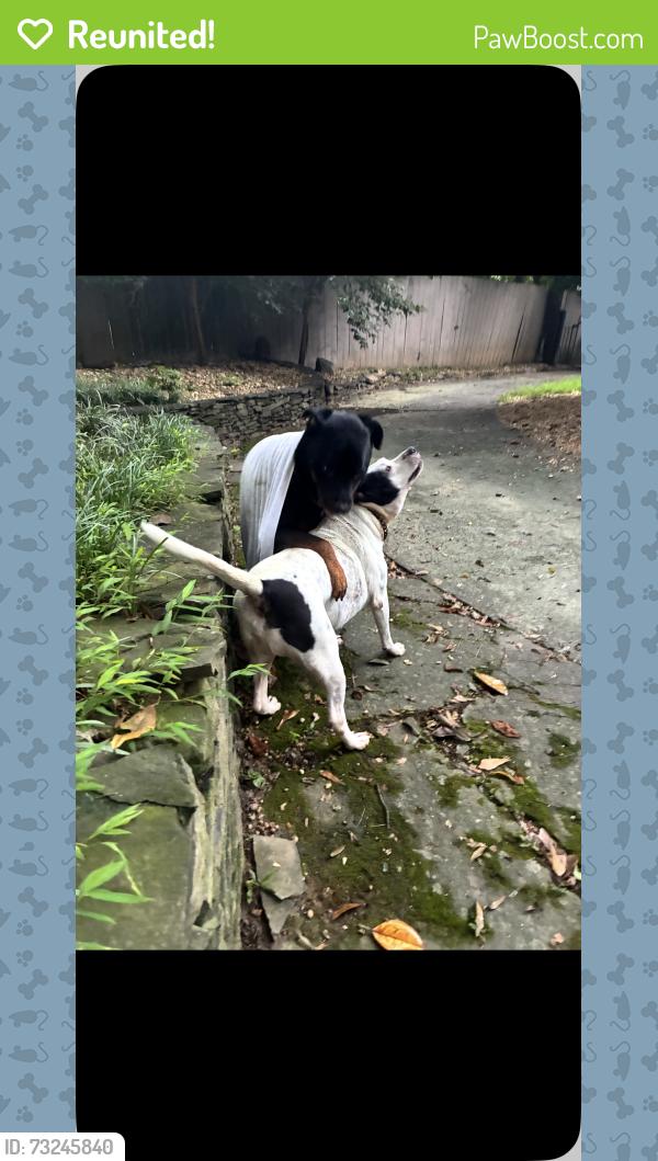 Reunited Male Dog last seen Collier Road and Peachtree Road, Atlanta, GA 30309