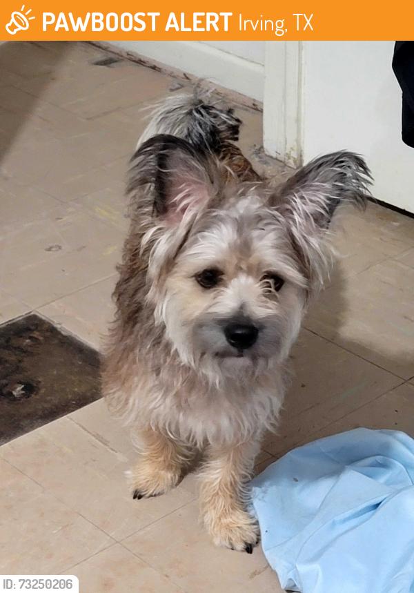 Found/Stray Male Dog last seen Britaian and Pioneer, Irving, TX 75061