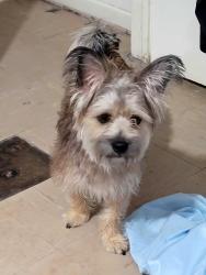 Found/Stray Male Dog last seen Britaian and Pioneer, Irving, TX 75061