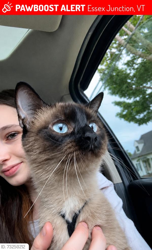 Lost Female Cat last seen Near west st, Essex Junction, VT 05452
