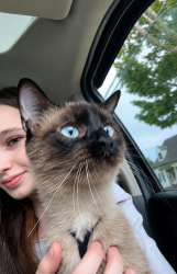 Lost Female Cat last seen Near west st, Essex Junction, VT 05452