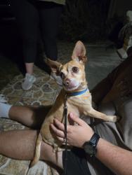 Reunited Male Dog last seen Tivoli Ridge Run, Orlando, FL 32829, USA, Orlando, FL 32829