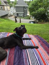 Reunited Male Dog last seen Near California Ave. PITTSBURGH, PA 15212, Pittsburgh, PA 15212