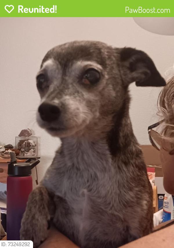 Reunited Female Dog last seen Hollister and fair Oaks, Carmichael, CA 95608
