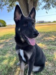 Shelter Stray Male Dog last seen Near Blk of Bluffview, District 3 - East Cleburne,, 2375 Service Dr, Cleburne, TX 76033, USA