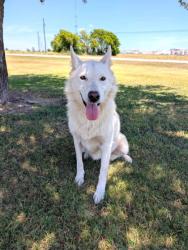 Shelter Stray Female Dog last seen W Henderson, District 2 - West Cleburne, TX, 2375 Service Dr, Cleburne, TX 76033, USA