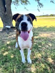 Shelter Stray Male Dog last seen Near BLK GRANBURY, District 2 - West Cleburne, TX, 2375 Service Dr, Cleburne, TX 76033, USA