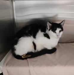 Shelter Stray Female Cat last seen Near 8th Ave, Brooklyn Park, MD 21225, 21225, MD, 2490 Giles Rd, Baltimore, MD 21225, USA